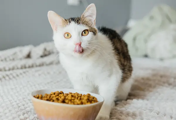 Cats - Premium Food and Supplies