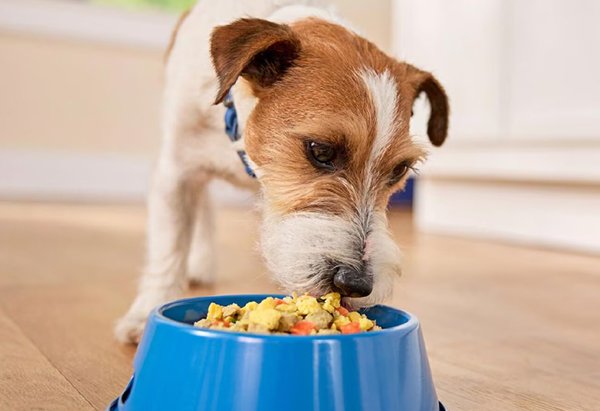 Dogs - Premium Food and Supplies